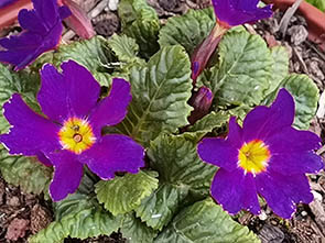 Primula x juliae 'Ostergruß'